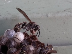 Mischocyttarus pallidipectus