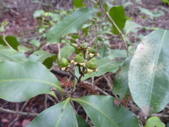 Xanthostemon oppositifolius
