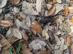 Mastigoproctus floridanus