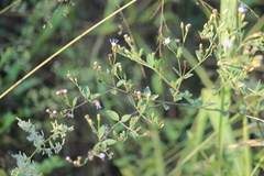 Chromolaena pedunculosa