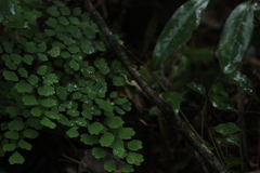 Adiantum raddianum