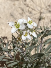 Nerisyrenia linearifolia