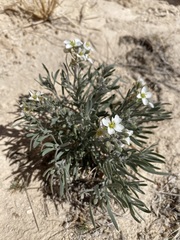 Nerisyrenia linearifolia