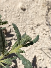 Phacelia integrifolia