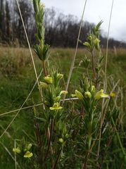 Euphrasia scabra