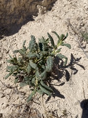 Phacelia integrifolia