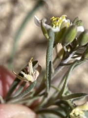 Nerisyrenia linearifolia