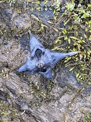 Trapa natans bispinosa