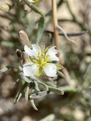 Nerisyrenia linearifolia