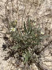 Nerisyrenia linearifolia