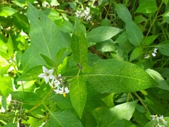 Solanum furcatum