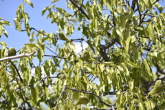 Aspidosperma pyrifolium