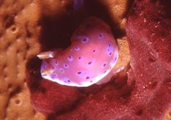 Goniobranchus thompsoni