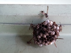 Mischocyttarus pallidipectus