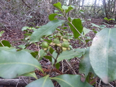 Xanthostemon oppositifolius