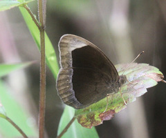 Mycalesis anaxias