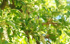 Serpophaga subcristata