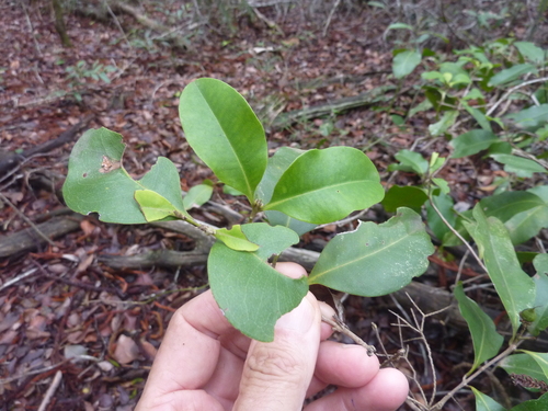 Image of Xanthostemon oppositifolius by (c) Tony van Kampen, some rights reserved (CC BY)