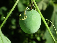 Passiflora morifolia