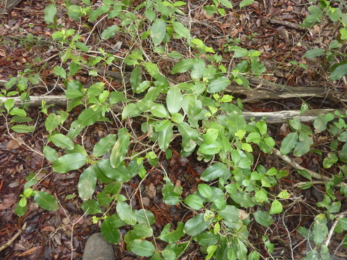 Image of Xanthostemon oppositifolius by (c) Tony van Kampen, some rights reserved (CC BY)