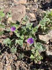 Erodium texanum
