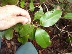 Xanthostemon oppositifolius