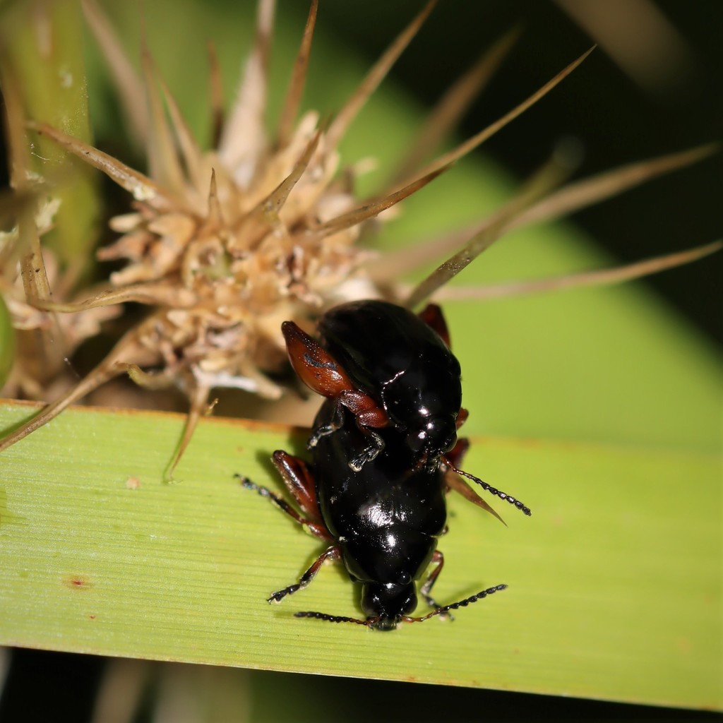 Arsipoda fulvipes