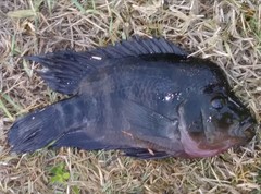 Amphilophus citrinellus