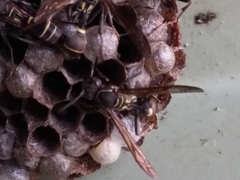 Mischocyttarus pallidipectus