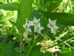 Solanum furcatum