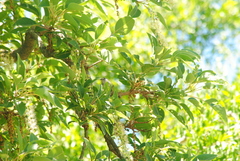 Serpophaga subcristata