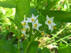 Solanum furcatum