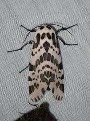 Hypercompe steinbachi