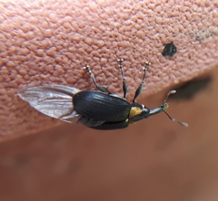 Anchylorhynchus variabilis