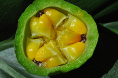 Passiflora morifolia