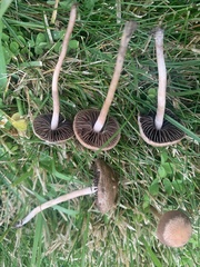 Panaeolus foenisecii