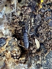 Pogonognathellus dubius