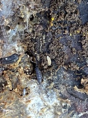 Pogonognathellus dubius