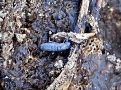 Pogonognathellus dubius