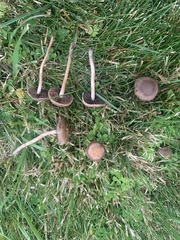 Panaeolus foenisecii