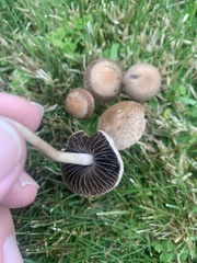 Panaeolus foenisecii