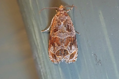 Olethreutes permundana