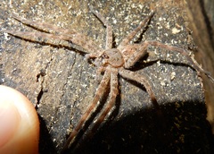Dolomedes tenebrosus