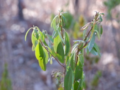 Kalmia angustifolia