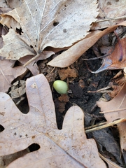 Podophyllum peltatum