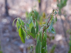 Kalmia angustifolia