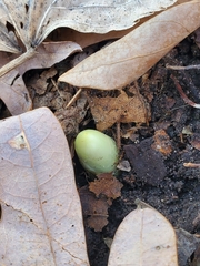Podophyllum peltatum