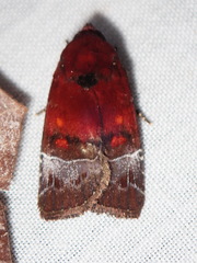 Hampsonodes