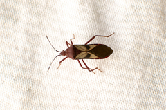 Namacus