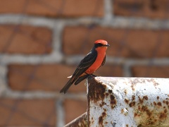 Pyrocephalus rubinus